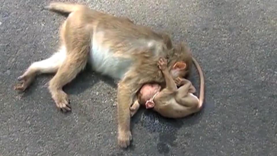 母猴被车撞死 猴宝宝紧抱妈妈试图唤醒