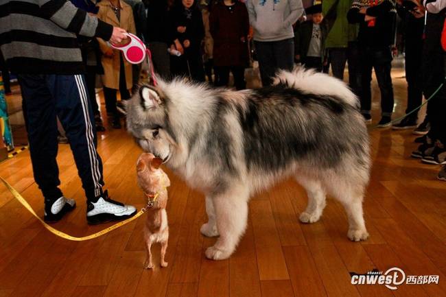 西安犬主集体带狗包场看电影 影院备两片尿不湿