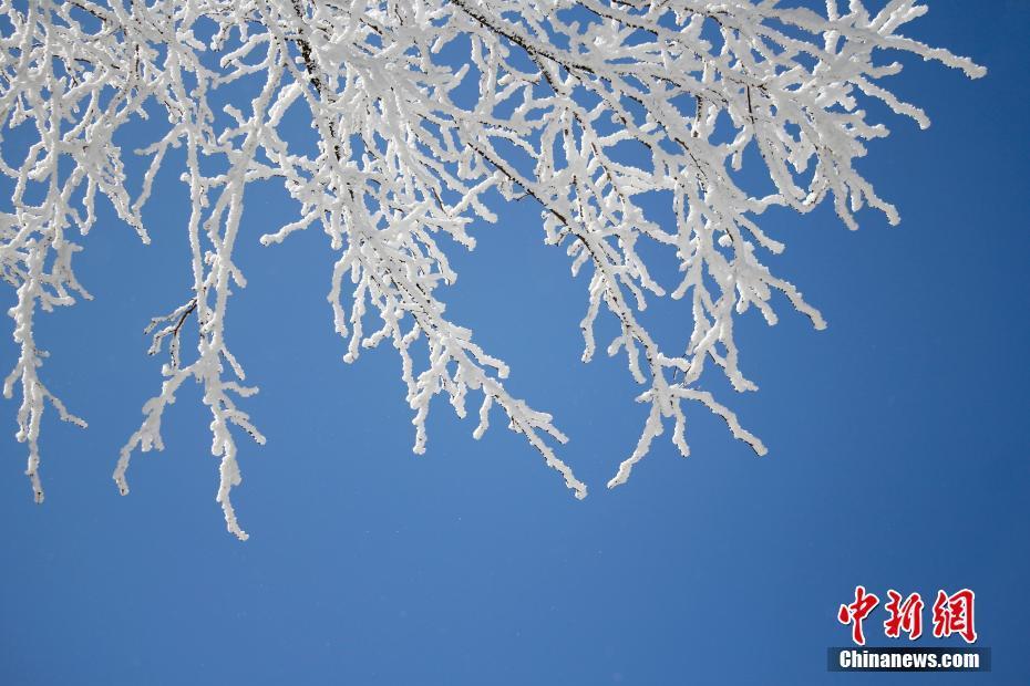 庐山仲春时节现雨凇雾凇景观 冰裹花朵雪压枝