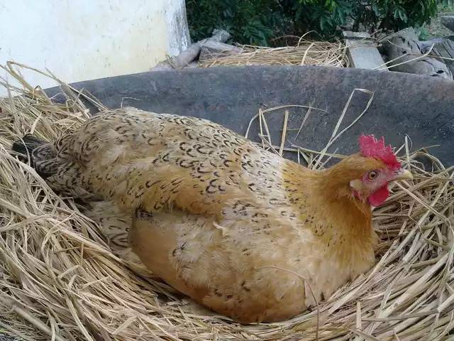 女子捡回一窝"鸡蛋" 用母鸡孵化后警察找上门