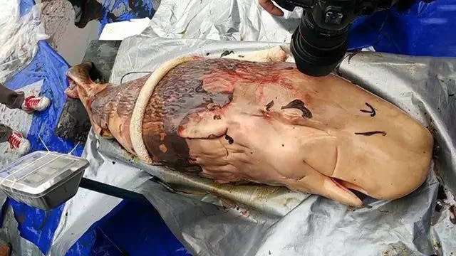 解剖发现搁浅死亡鲸鱼已怀孕 世界首例发现抹香鲸胎盘