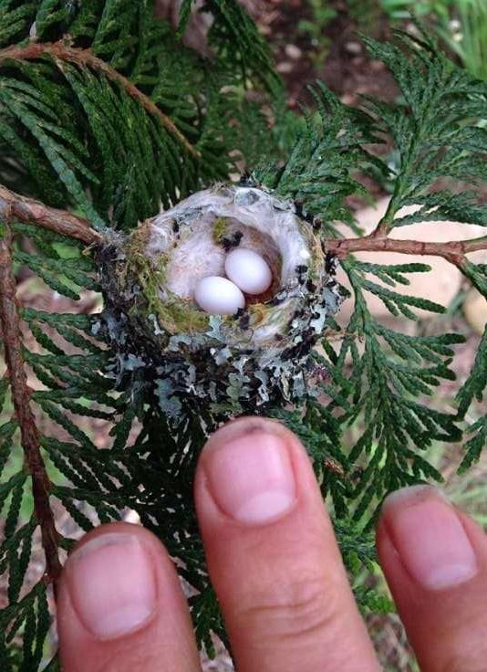 男子发现世界上最小的蛋,孵出来的东西让人难以置信!