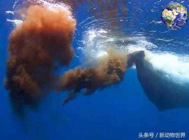 蓝鲸肠道有500米长1天吃5吨食物 排泄起来非常恐怖