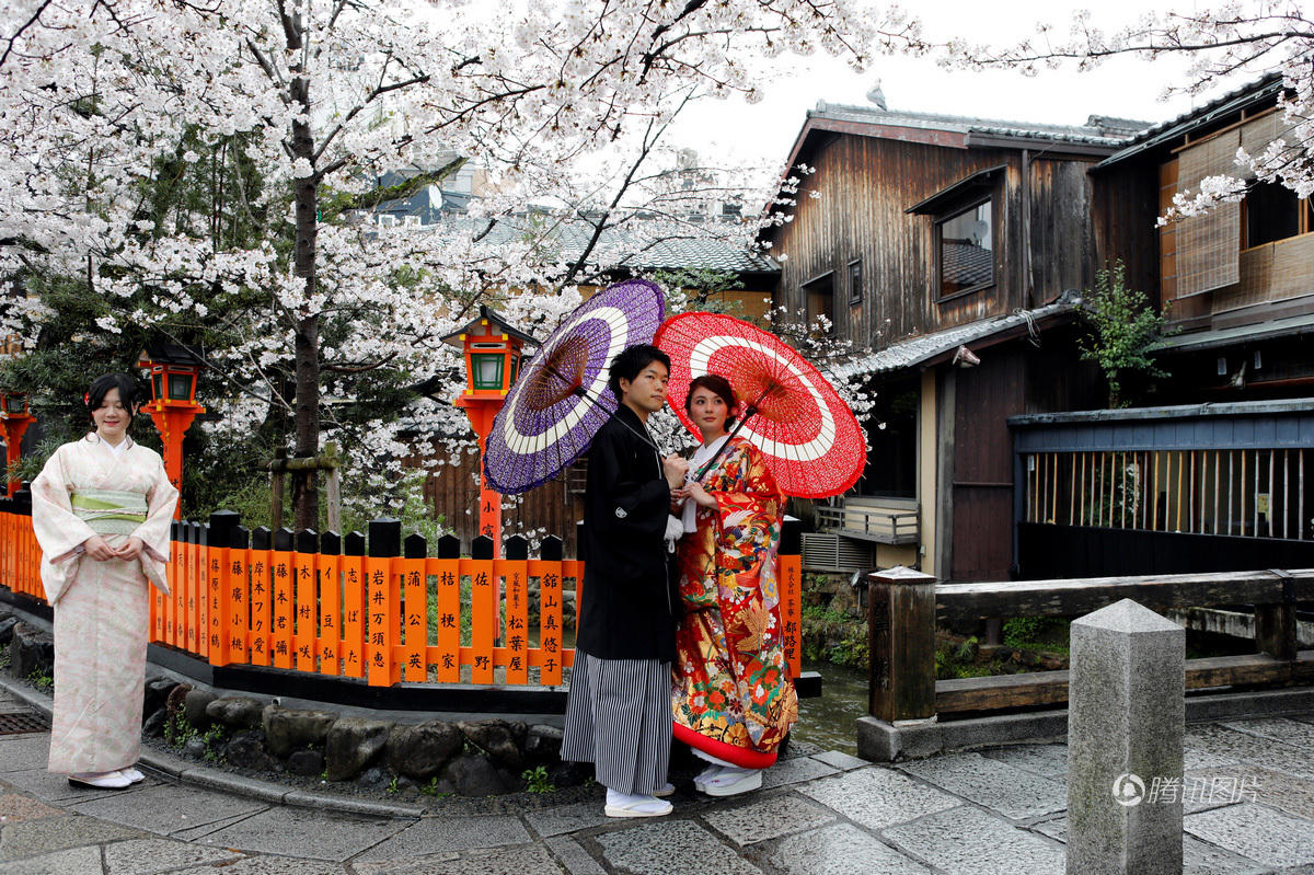 日本樱花烂漫 游客穿和服流连花海