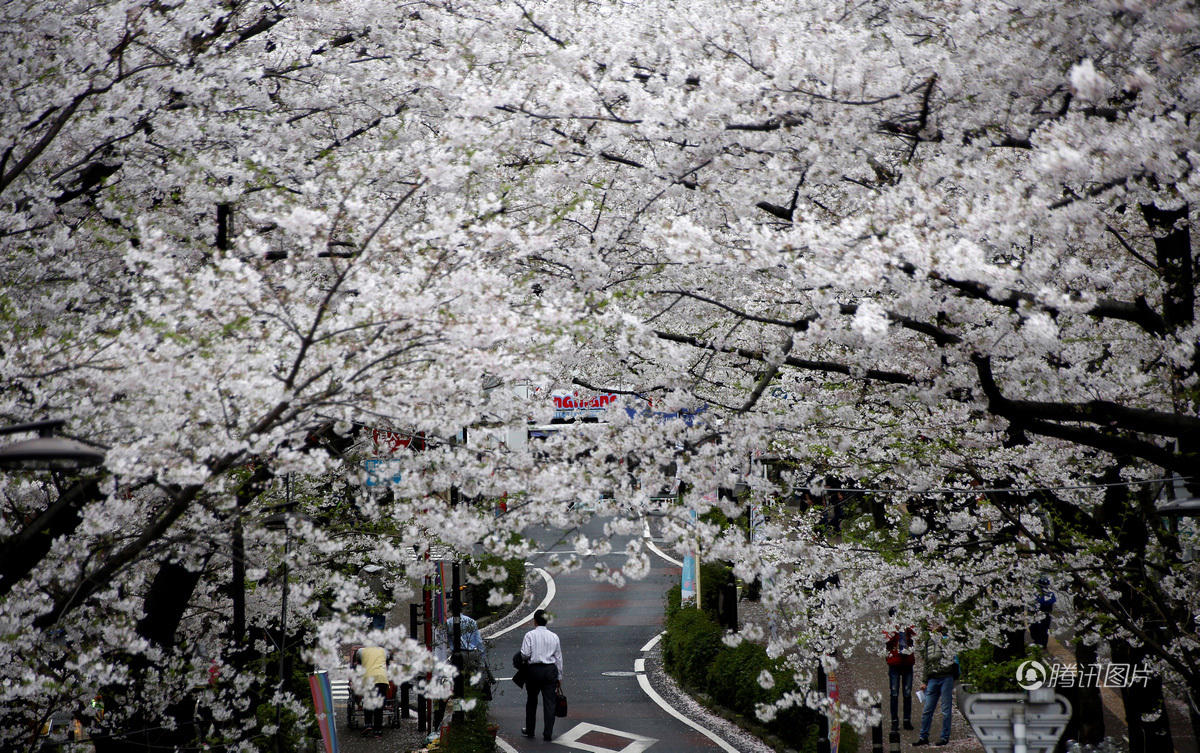 日本樱花烂漫 游客穿和服流连花海