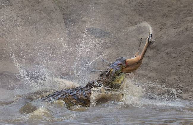 惊人一幕:鳄鱼水中淹死2只羚羊仅用30秒