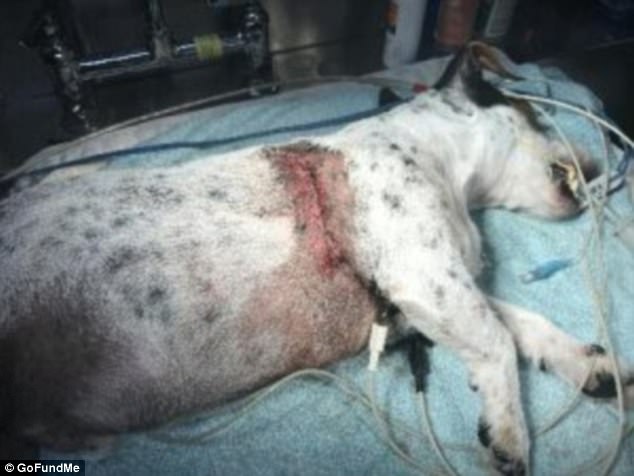 男子为保护自家狗狗被斗牛犬咬下一块肉
