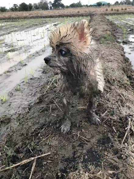 麻麻,这只狗狗脏兮兮的,我不要了