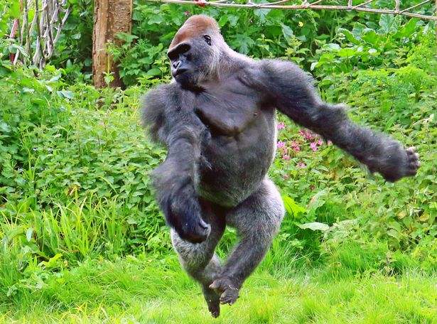 英动物园大猩猩为游客表演芭蕾舞