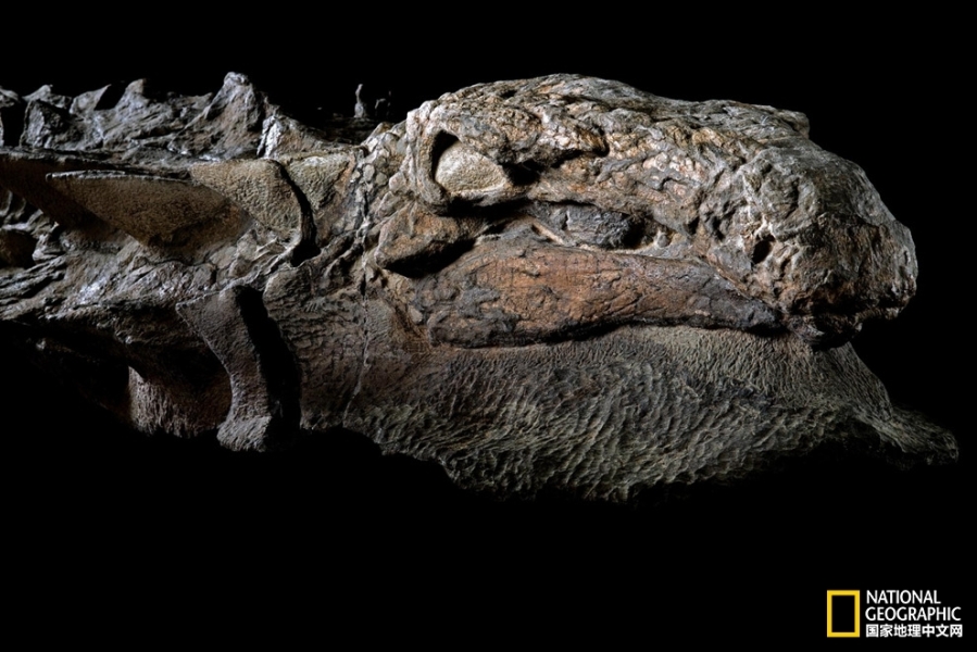 迄今保存最完好的结节龙化石公开