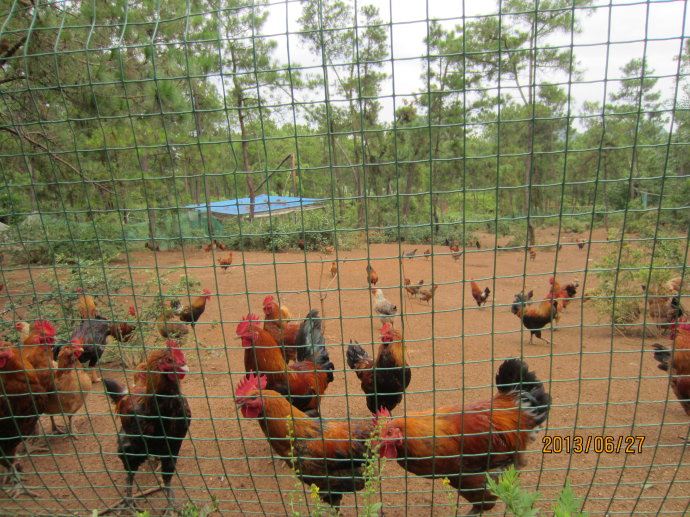 偷鸡贼栅栏上"打洞" 一夜间500只鸡全消失