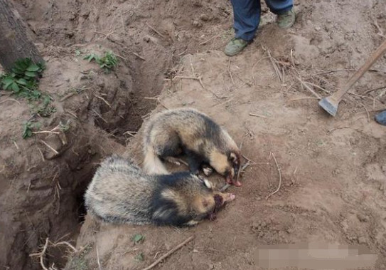 还好村民及时发现了这两只狗獾子,要是放任其继续打洞,以后一个不