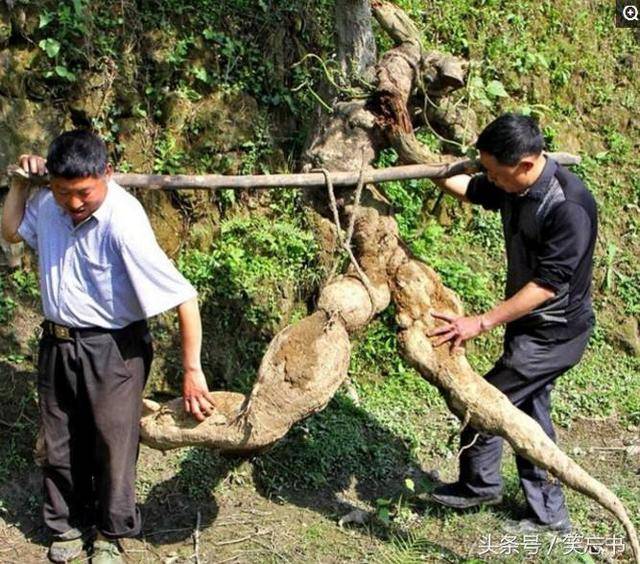 可令大爷没有想到的事发生了,原来大爷挖到葛根王的消息一传十十传百