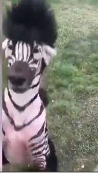 搞笑!宠物美容师将贵宾犬打扮成"斑马"(图)