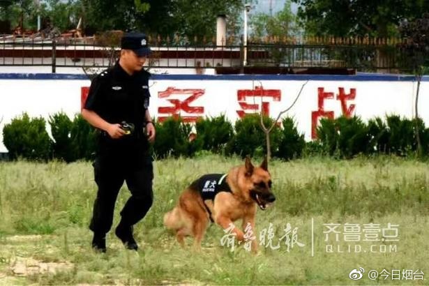 "汪星人"萌呆了!实拍烟台警犬训练基地