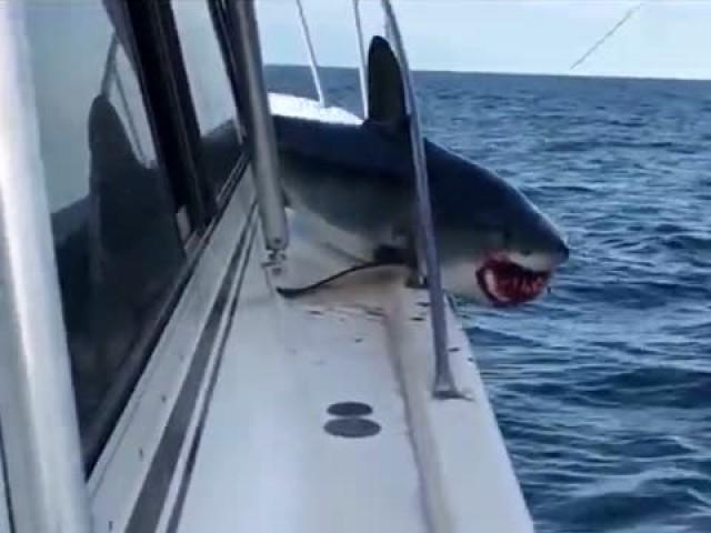 凶猛鲨鱼跳上渔船 却被卡护栏进退不得