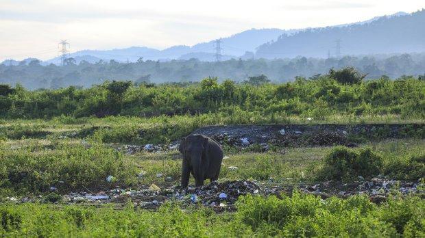 大象因饥饿到垃圾堆里觅食,动物们的生存环境让人堪忧