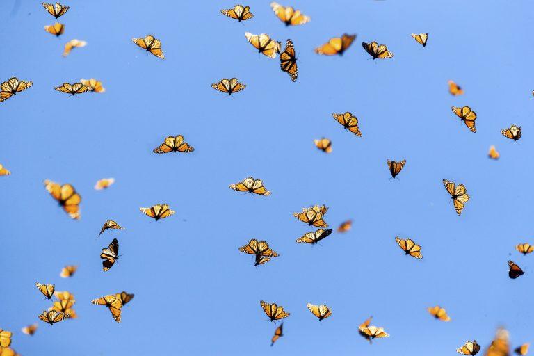 墨西哥黑脉金斑蝴蝶群迁徙 场面壮观