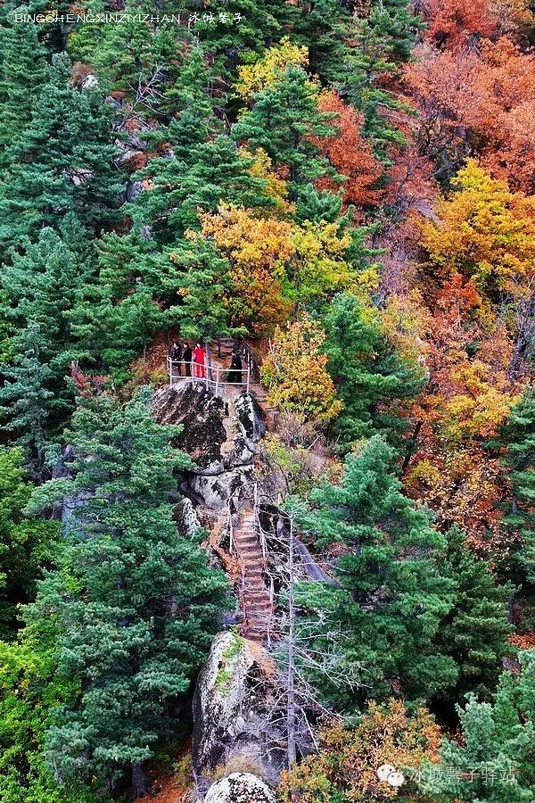 桃山悬羊峰 【线路安排】:哈尔滨桃山悬羊峰-朗乡万松岩带岭中华秋沙鸭国家级自然保护区带岭凉水国家级自然保护区城西岭旅游度假区上甘岭溪水国家森林公园汤旺河林海奇石风景区嘉荫茅兰沟景区。 【最佳观赏点】:上甘岭溪水公园观光塔俯拍、带岭中华秋沙鸭国家级自然保护区、汤旺河俯拍及石林树木掩映成趣、嘉荫茅兰沟深处山水秋色、界江风光等。 【最佳观赏时间】:9月20日至10月1日左右 纵贯张广才岭观赏线 张广才岭以林著称、以雪驰名,有林海雪原之称。秋天的张广才岭也别有韵味,登上顶峰,