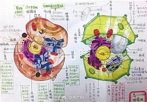 这可不是生物课本上的插画,而是高中生的手绘稿.