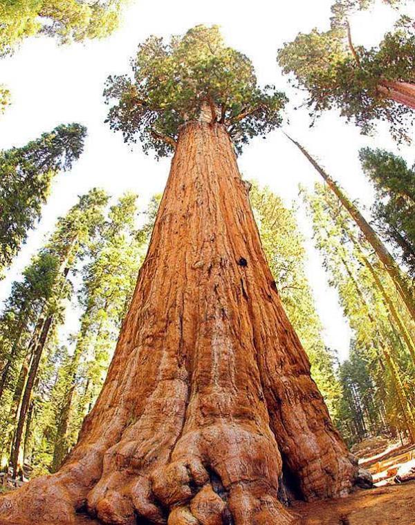 这棵树是红杉国家公园最著名的景点,所有见到它的人无不感叹它的高大.