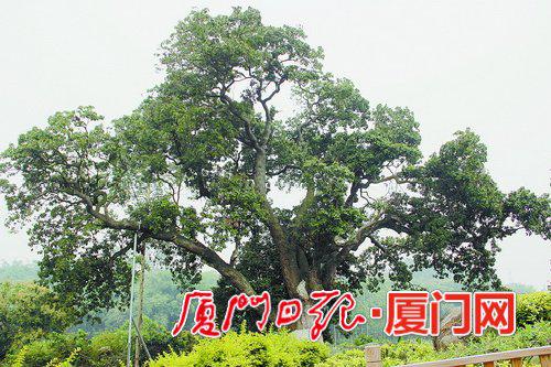 漳州古荔枝树获评“中国最美古树” 300岁还能结荔枝 漳州古荔枝树获评“中国最美古树” 300岁还能结荔枝