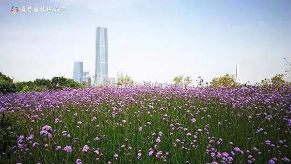 美翻了!5000㎡马鞭草、7000㎡波斯菊.厦门这