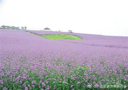 忻城县薰衣草庄园景区