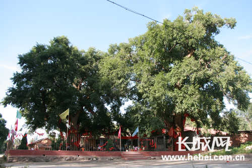 河北6株古树上榜中国最美 最大树龄超过250