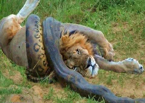 男子称巨蟒吃了五只大象,医生却告诉他有精神病,没料到巨蟒真的来了.