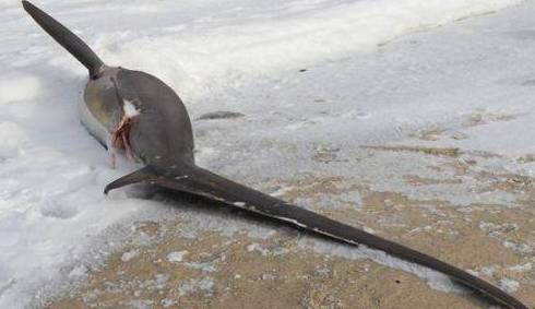 在马萨诸塞州南部的科德角湾(cape cod bay)发现了三头死亡的鲨鱼