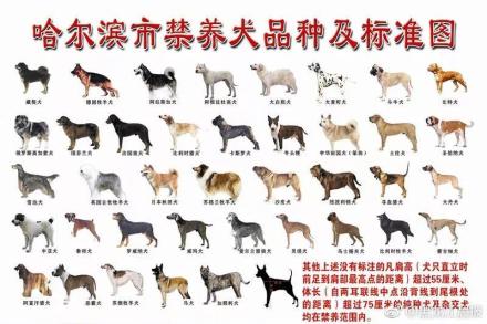 城区解禁10种仍禁养39 种“猛犬” 哈尔滨严管规范养犬 城区解禁10种仍禁养39 种“猛犬” 哈尔滨严管规范养犬