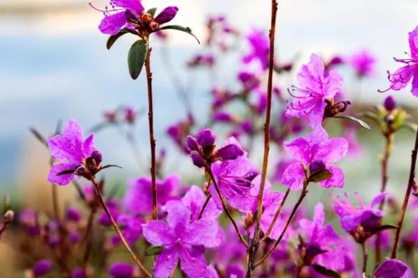 内蒙古花季之约，邀您赴一场芬芳的旅行