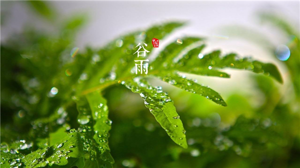 圣谷山雨前日照绿茶抢“鲜”上市