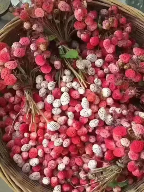 今年的"泡儿"你吃到了没?