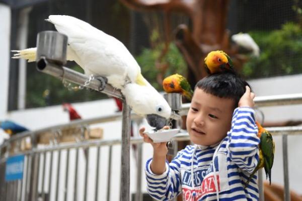 重庆动物园鹦鹉苑开园 人鸟亲密接触