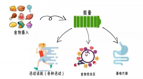 人体能量吸收与消耗