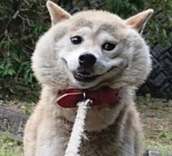 带柴犬出门散步,原地耍赖不肯回家,挣扎表情让人瞬间