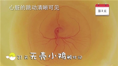 孵化小鸡18天停电13小时,把鸡蛋放在被子里,保持温度在30度以上,胚胎