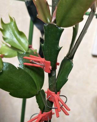 叶仙嫁接蟹爪兰,老花农只做这几点就够了,花友:原来这么简单!图片