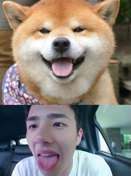 刘昊然这个吐舌头的模样,和可爱的小狗狗太像了,超级好玩的,是越看