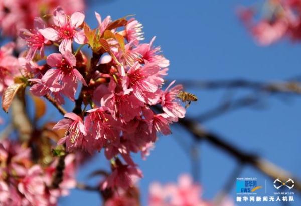 航拍昆明“冬樱花大道” 冬季里的粉色浪漫