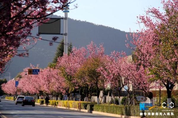 航拍昆明“冬樱花大道” 冬季里的粉色浪漫