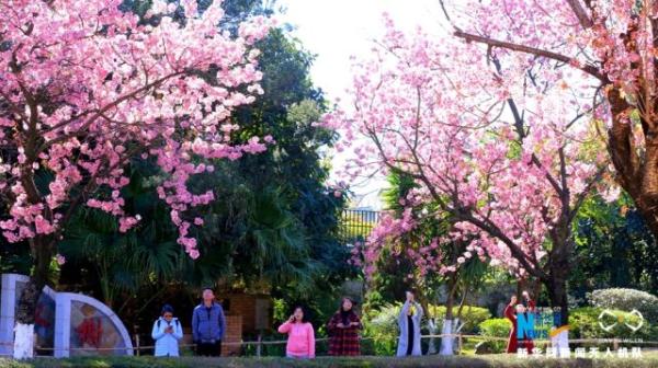 航拍昆明“冬樱花大道” 冬季里的粉色浪漫