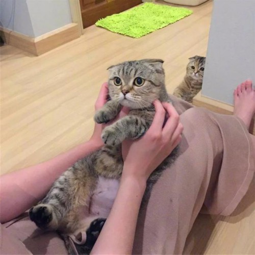 猫咪见铲屎官爱抚其他猫咪,躲墙角看着主人,醋意大发没法哄!