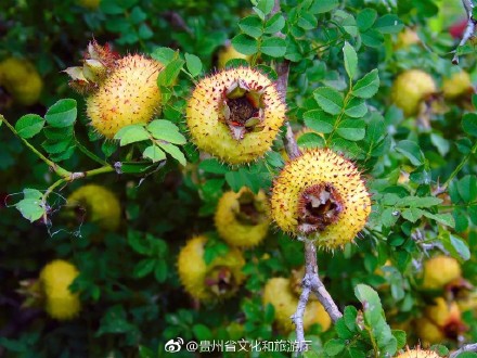 野果|流口水!贵州这种美食你吃过?图片精品美食图片