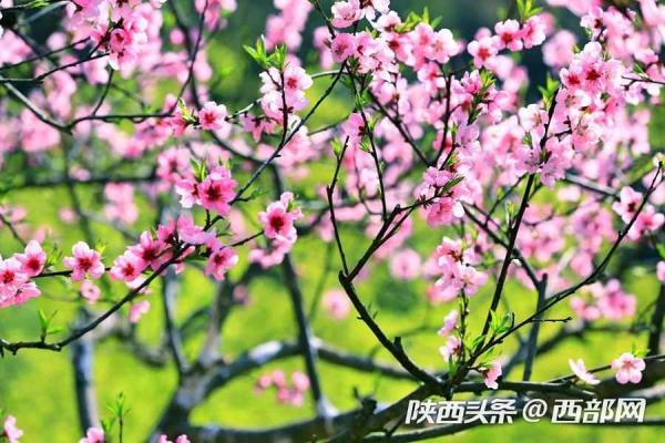 春天里的陕西 珍珠河的山桃花开正旺