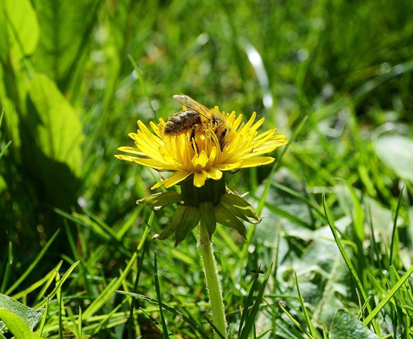 春季易花粉过敏?听专家解答花粉过敏,如何