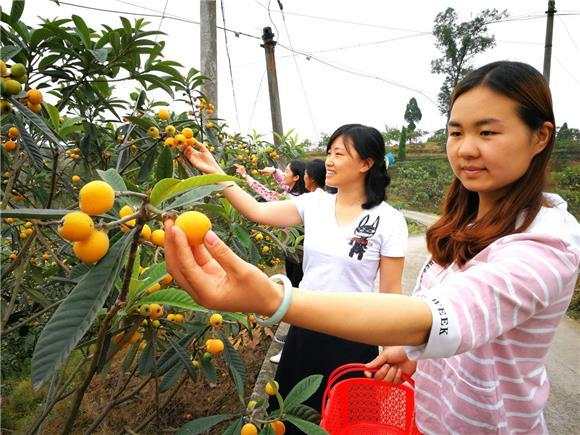 5月1日,在重庆铜梁区平滩镇四方村星创天地枇杷园,不少的游客前往图片