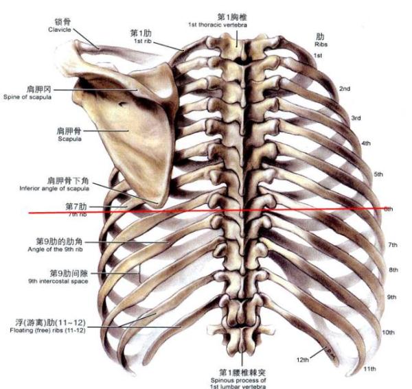 这张图是后前位的解剖图,从这张图可以看出,胸骨炳实体与第2前肋